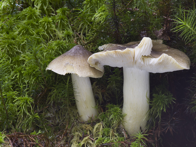 Tricholoma viridilutescens